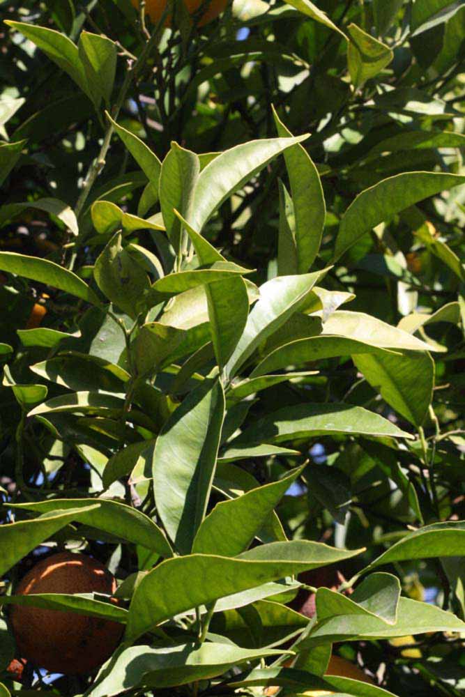            Sun leaves (Riverside, CA)   